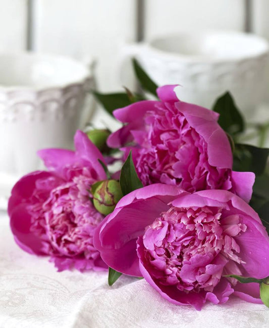 NZ Grown Peonies