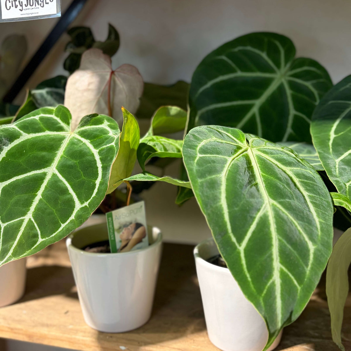Anthurium Crystallinum - Striking Leaves