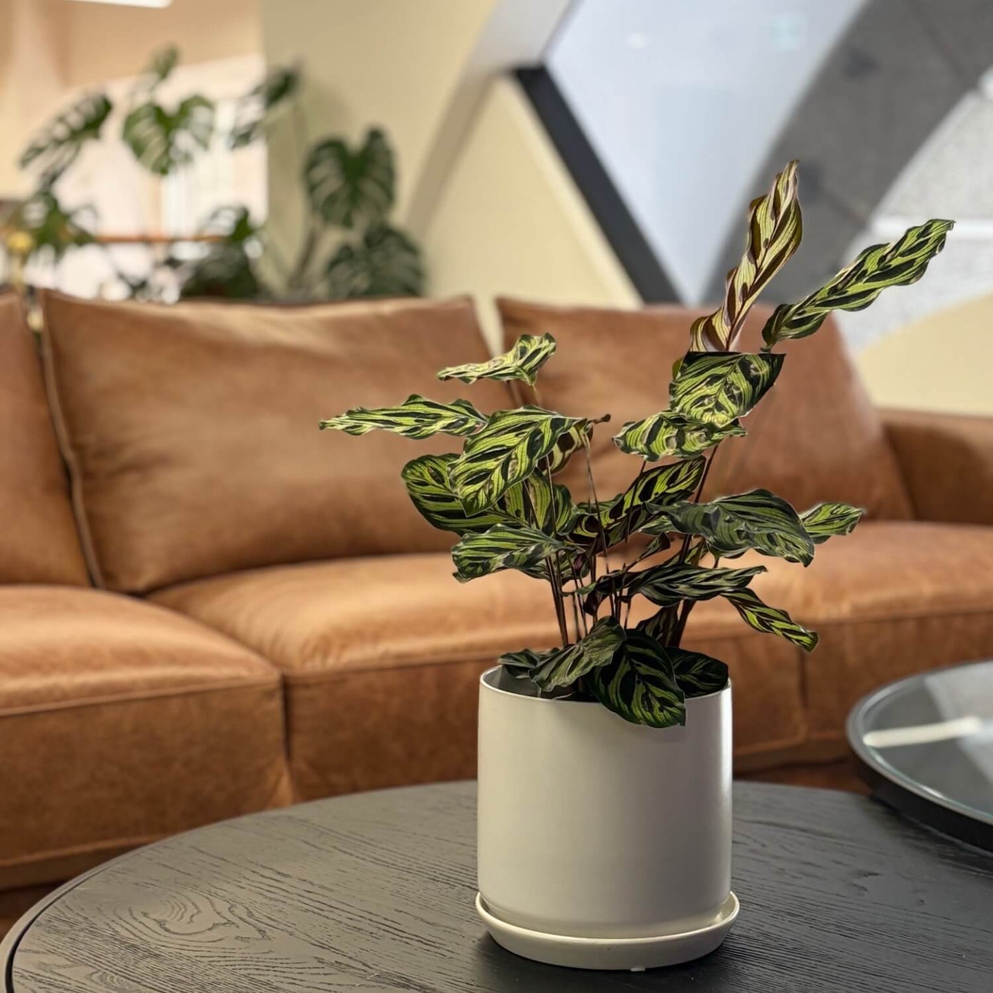Office or Home Indoor Plant