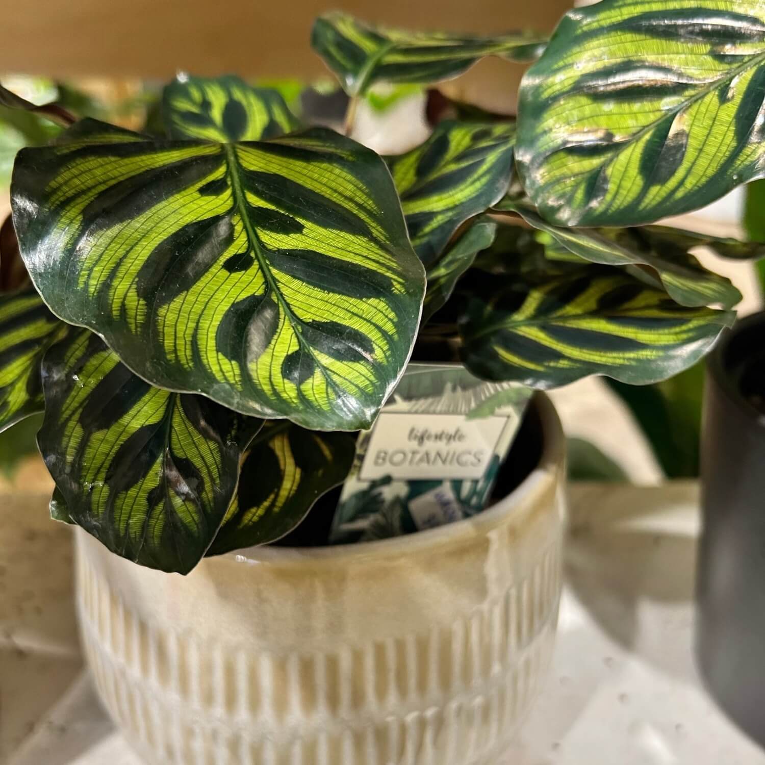 cheap indoor plants auckland Calathea Makoyana | Non Toxic Indoor Plant Auckland