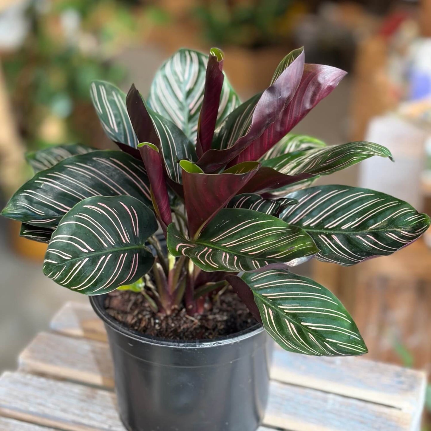 Calathea Indoor Plants Available in Fort Lane