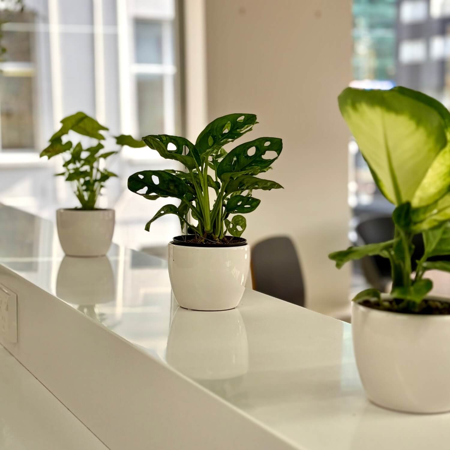 cheap indoor plants auckland Desk Plant | Office and Apartment Plants Auckland