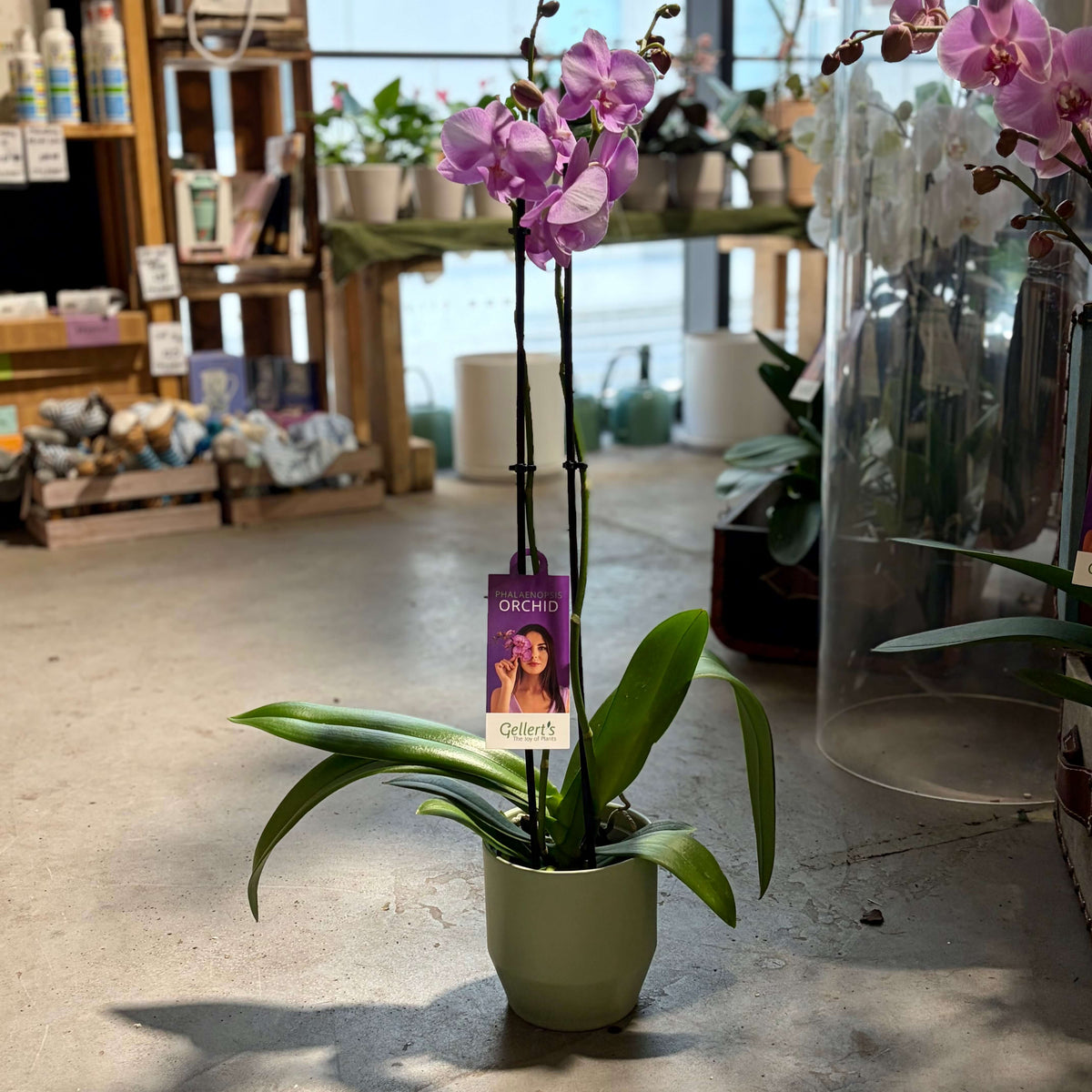 A potted Phalaenopsis orchid plant with purple flowers and green leaves in a light green pot.