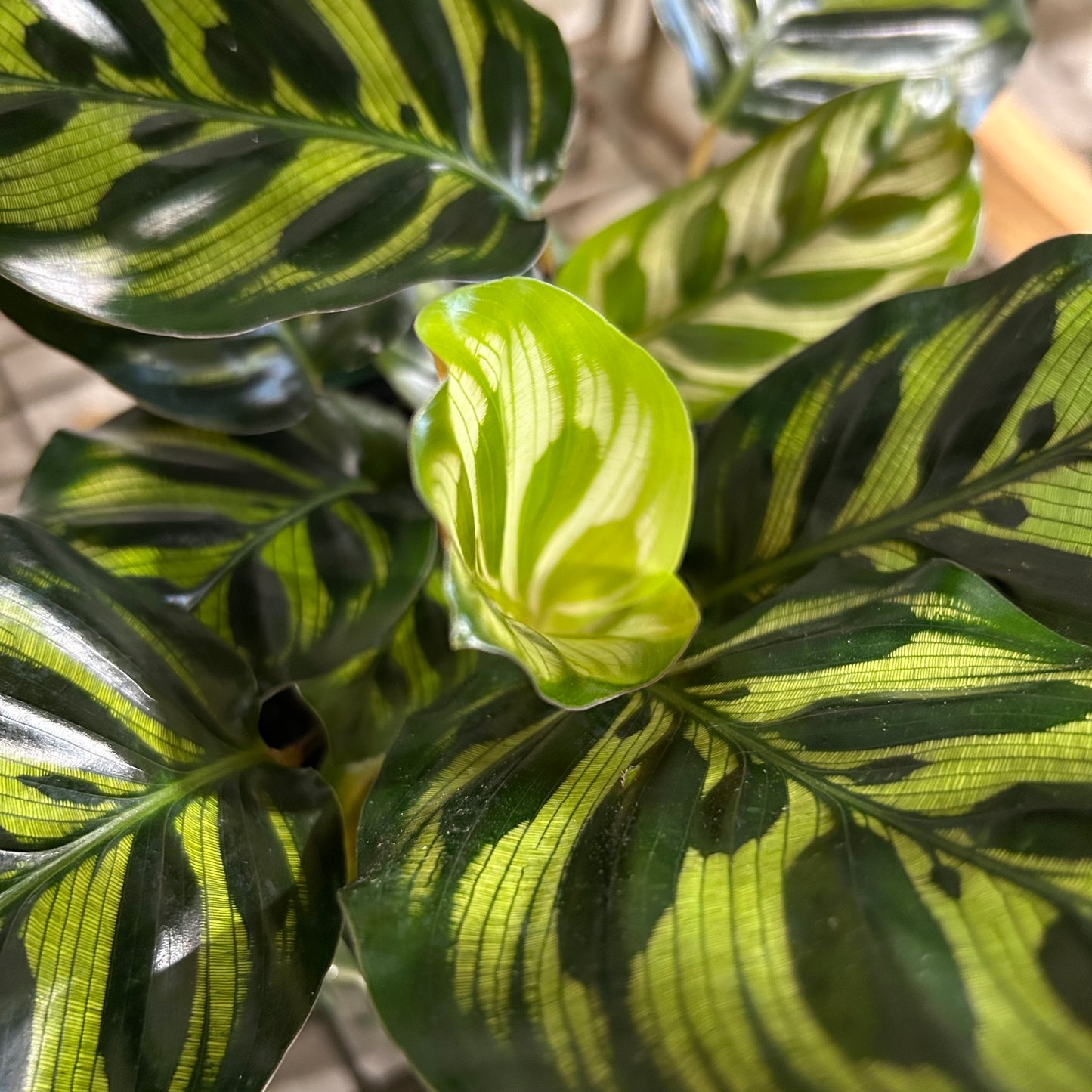 Calathea Makoyana