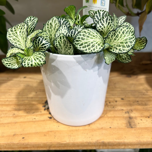 Fittonia & Ceramic Pot