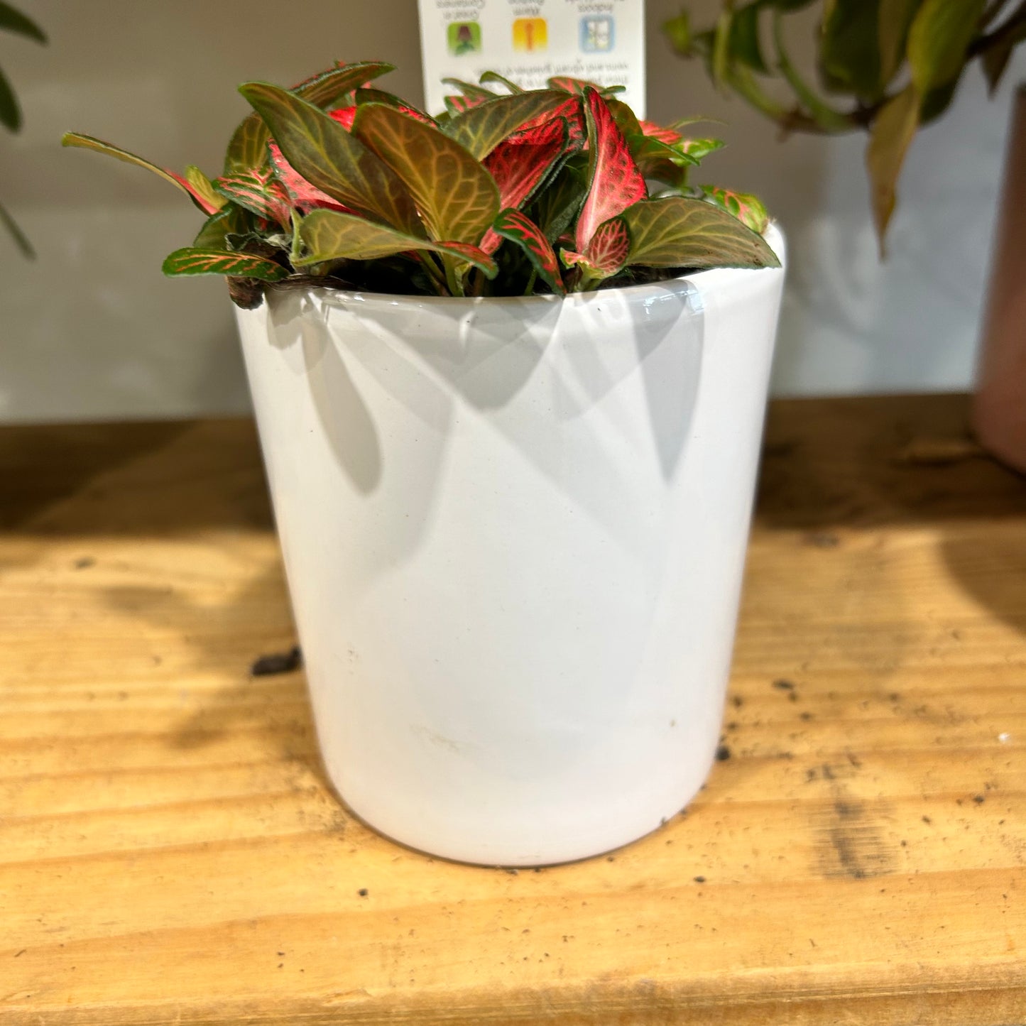Fittonia & Ceramic Pot