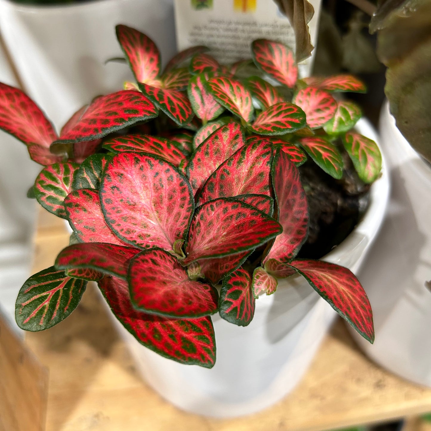 Desk Plant & Ceramic Pot