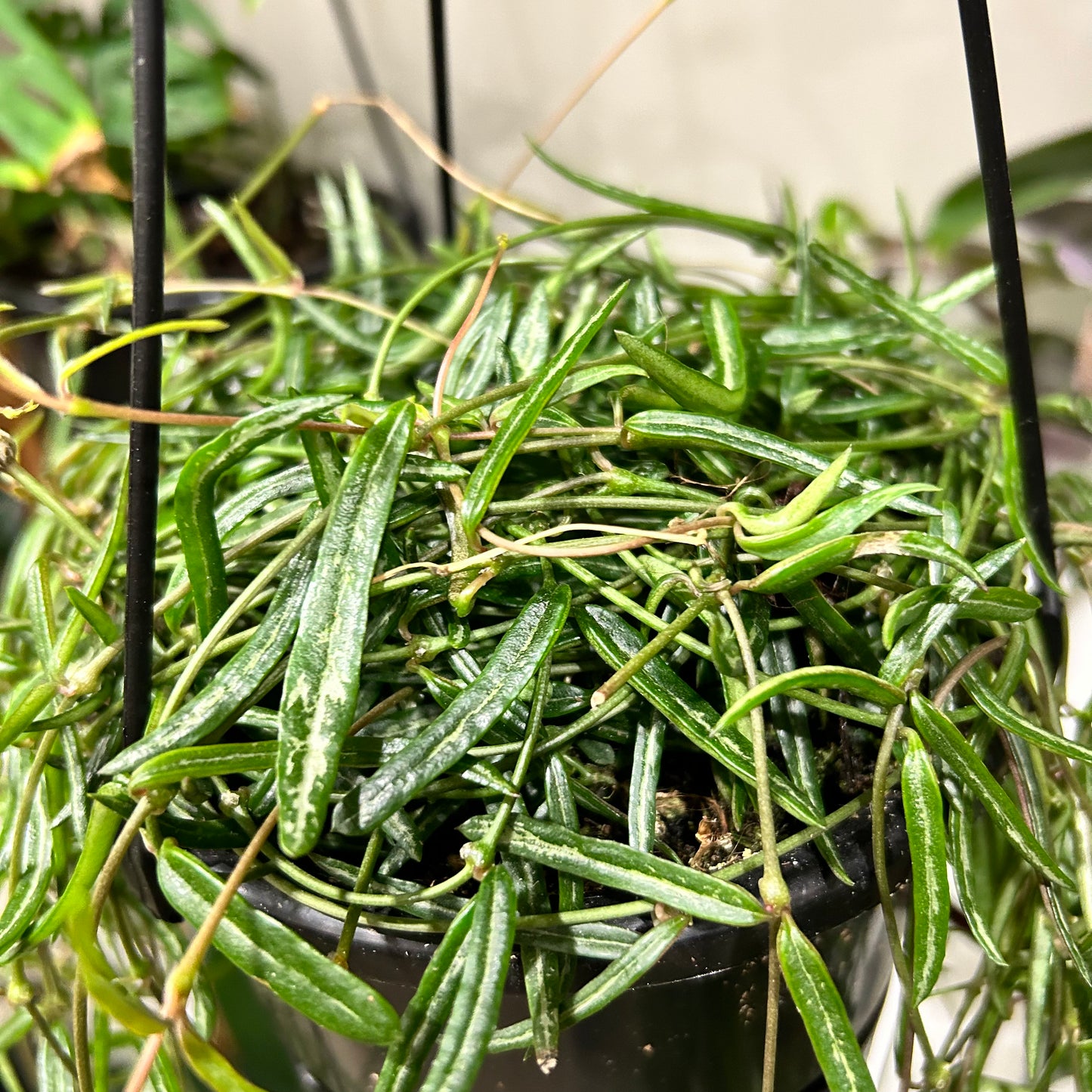 String of Needles (Cerepegia Linearis)