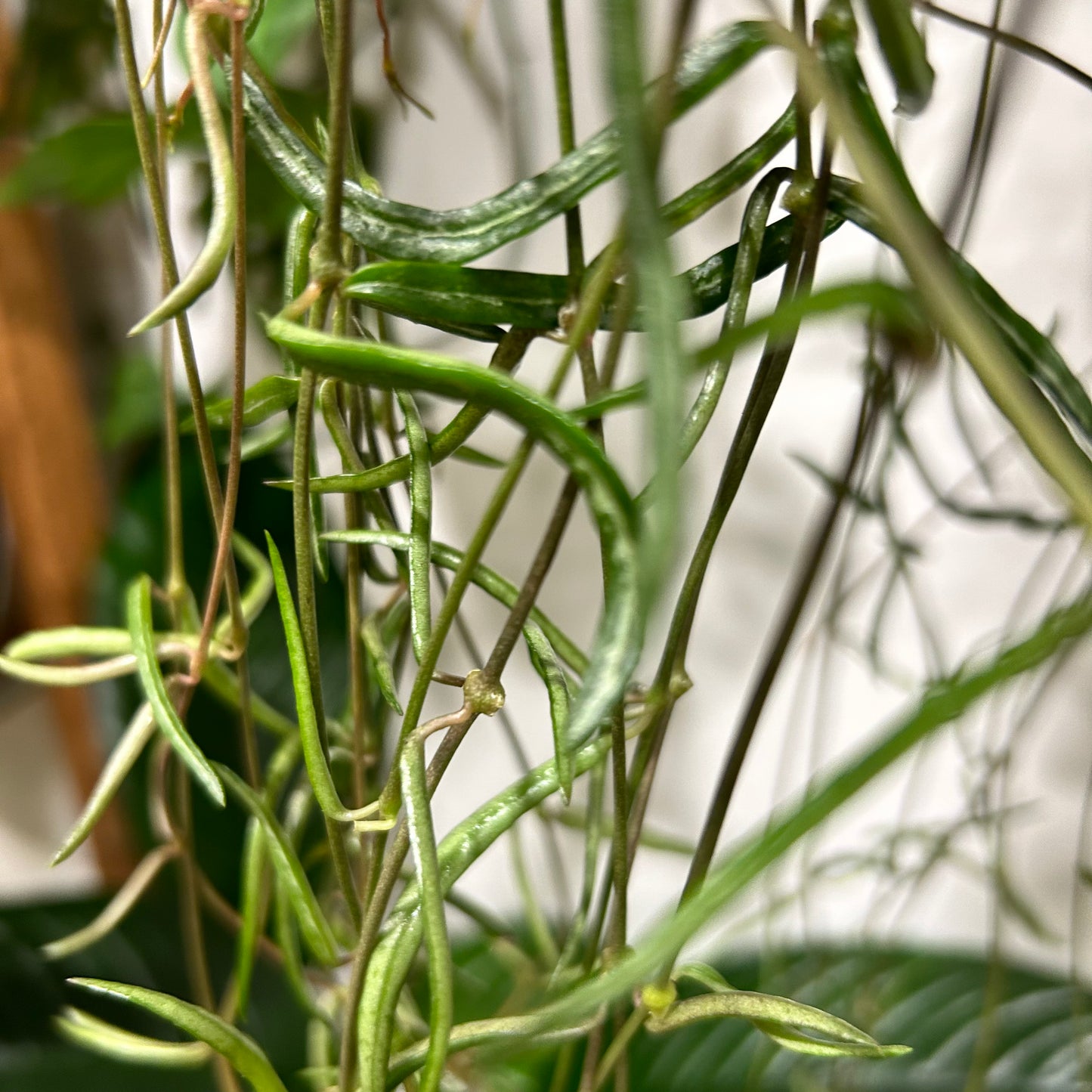 String of Needles (Cerepegia Linearis)