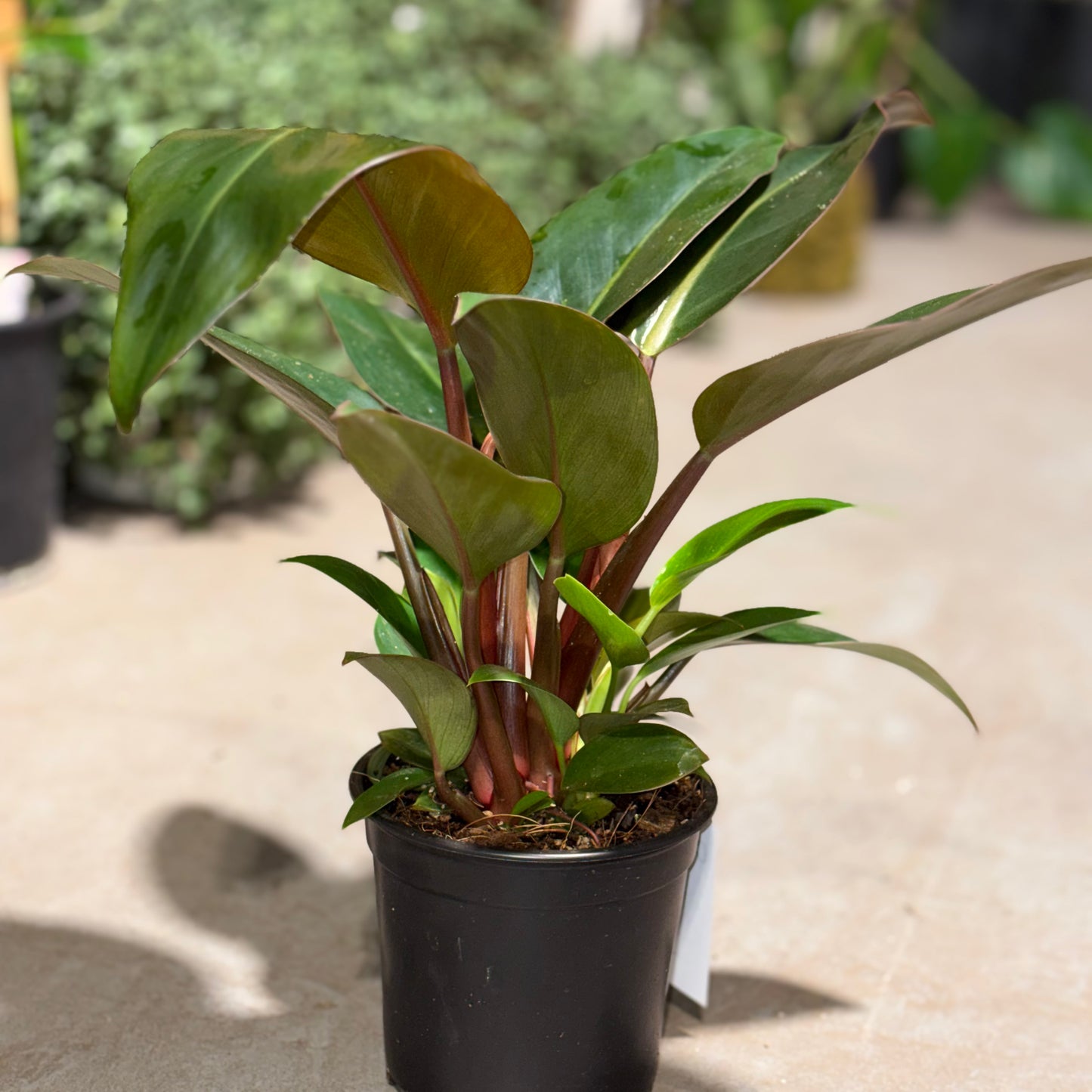 Philodendron Rojo Congo