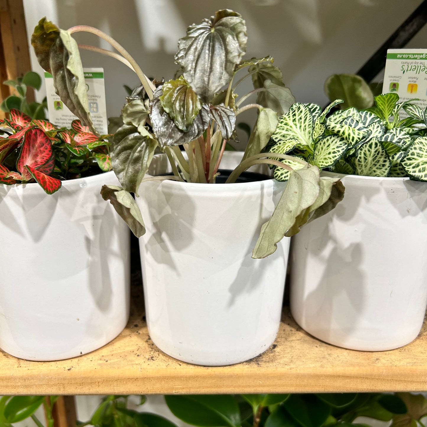 Desk Plant & Ceramic Pot