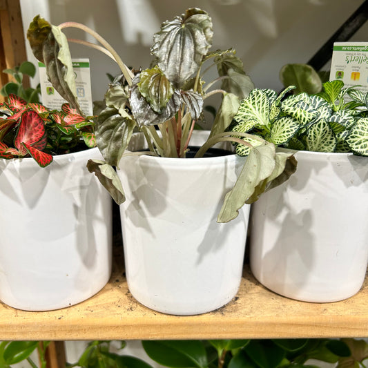 Desk Plant & Ceramic Pot