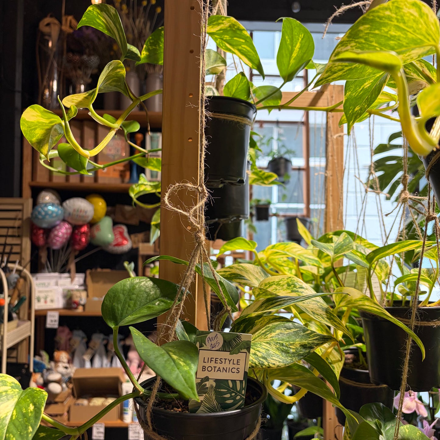 Golden Pothos