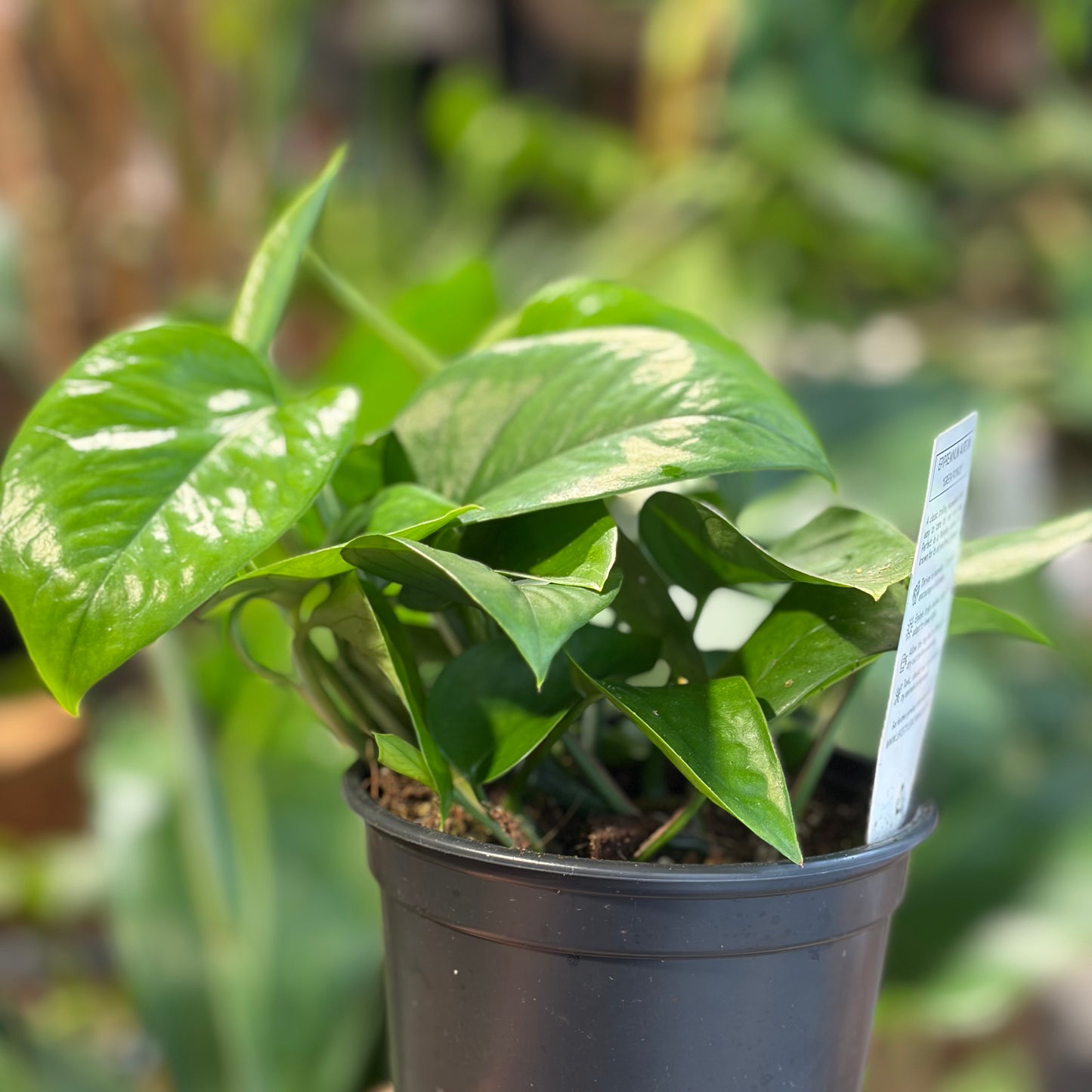 Epipremnum Green Pothos