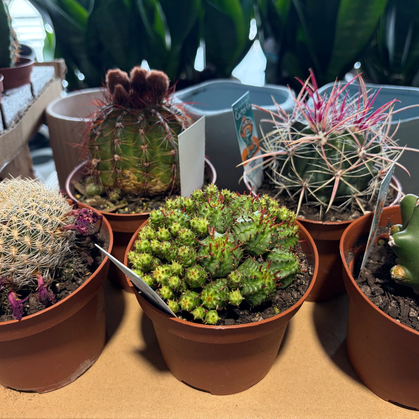 A Cactus Surprise - So Many Varieties!