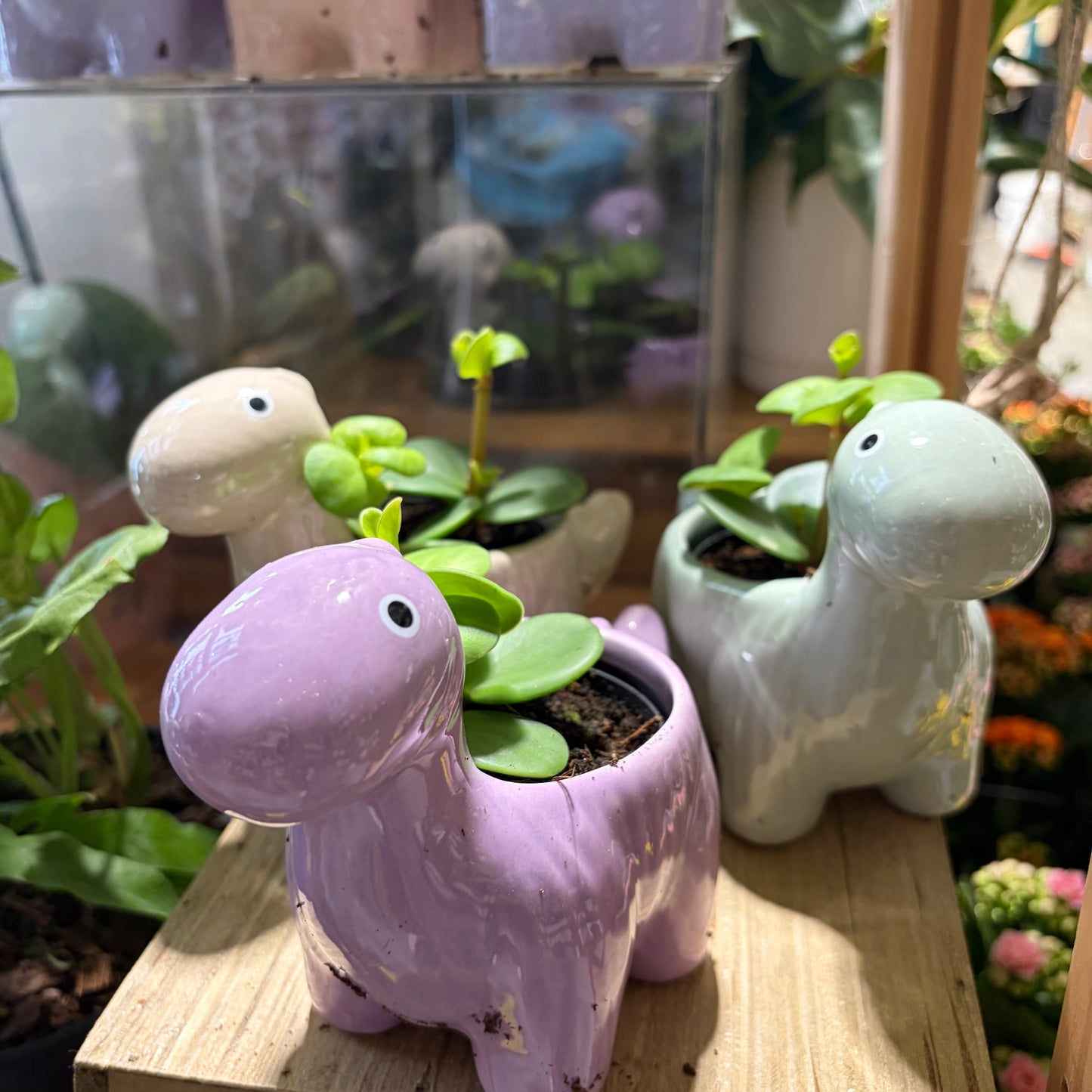 Dinosaur Ceramic Pot with Peperomia Hope