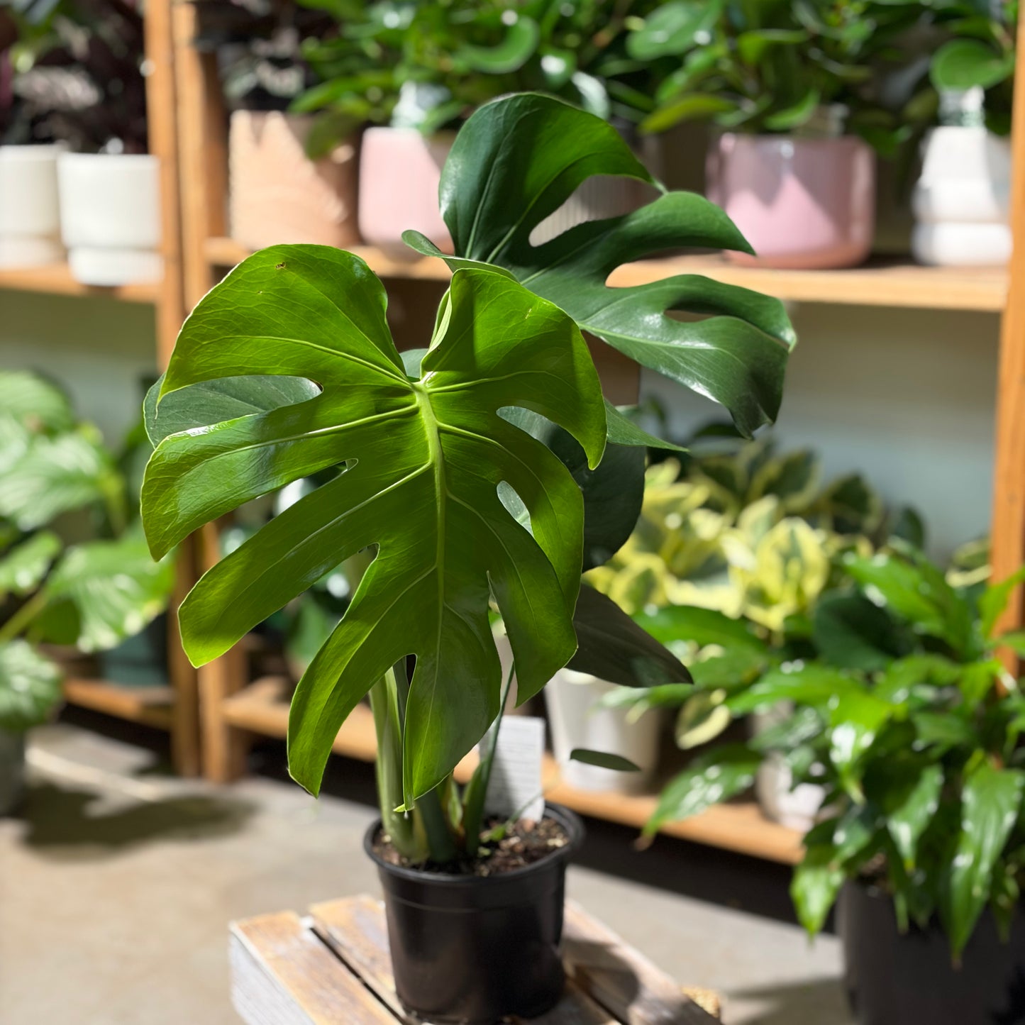 Monstera Deliciosa – Swiss Cheese Plant NZ