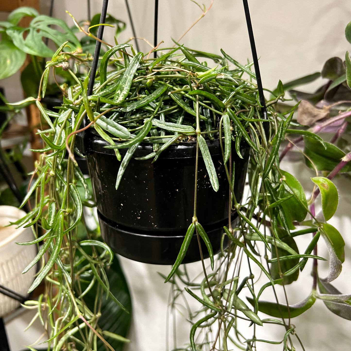 String of Needles (Cerepegia Linearis)