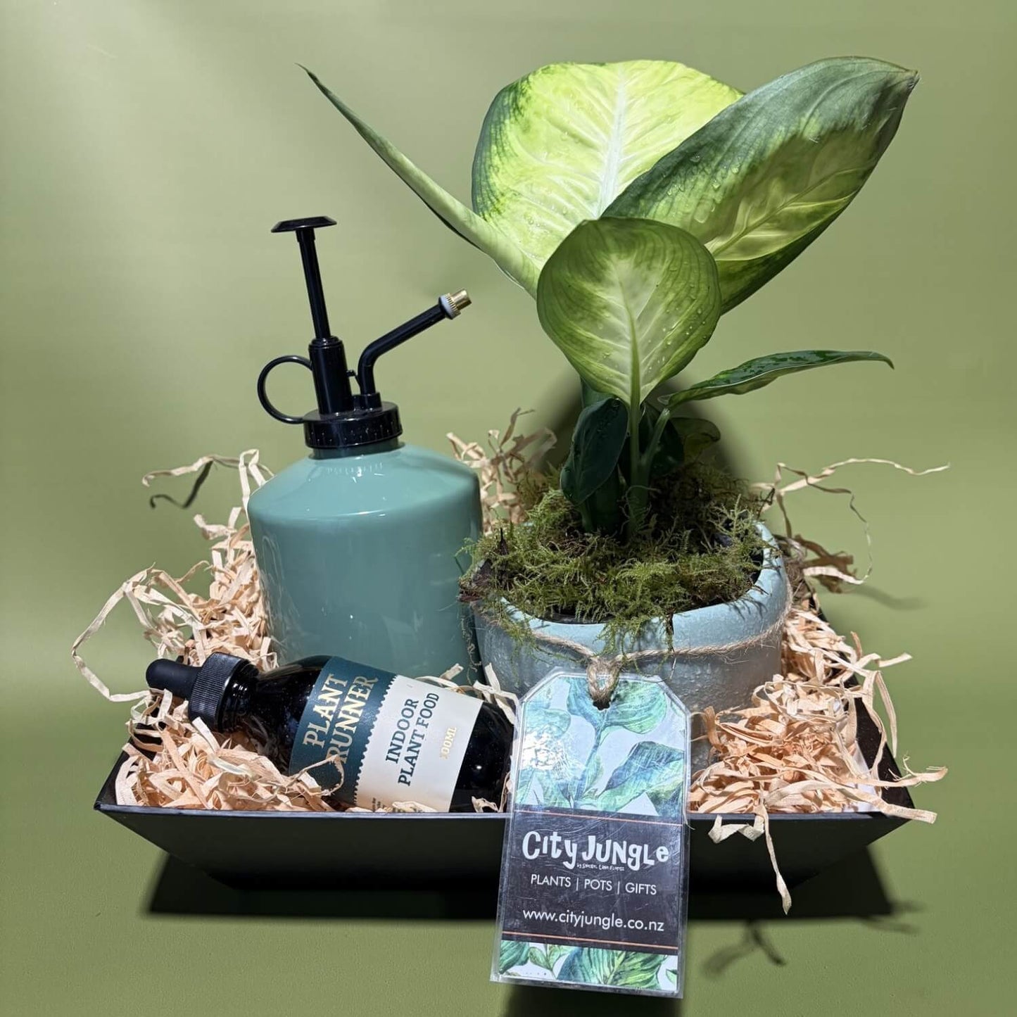 Indoor Plant Care Package