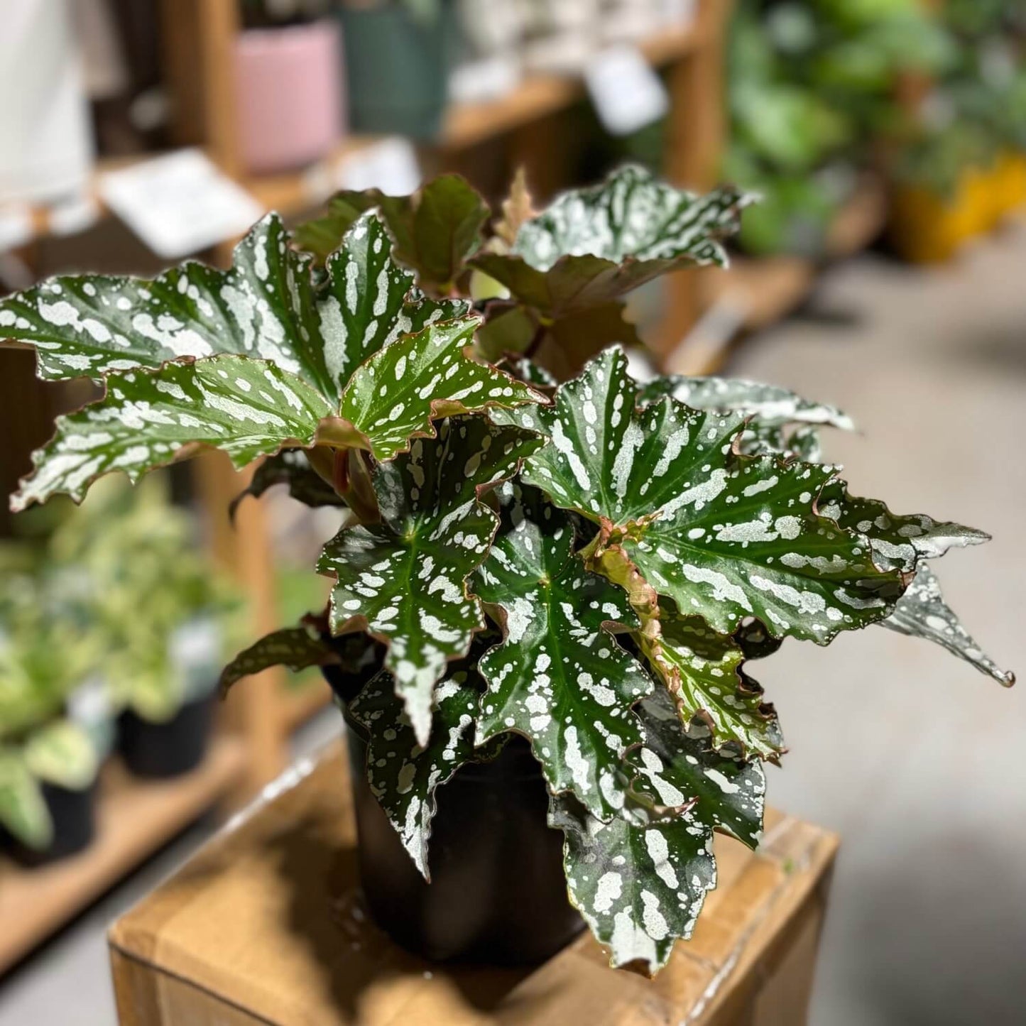 Begonia Bohemian Forest