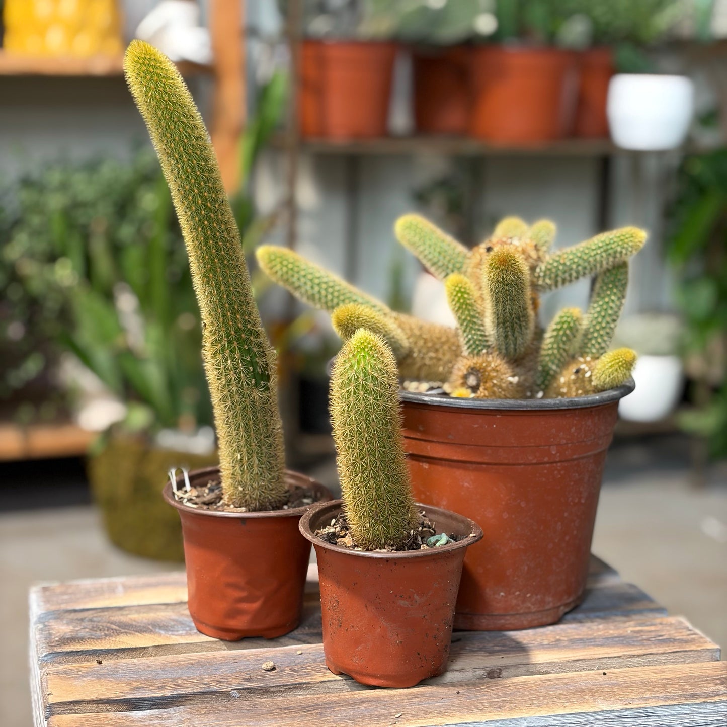 Golden Rat Tail Cactus