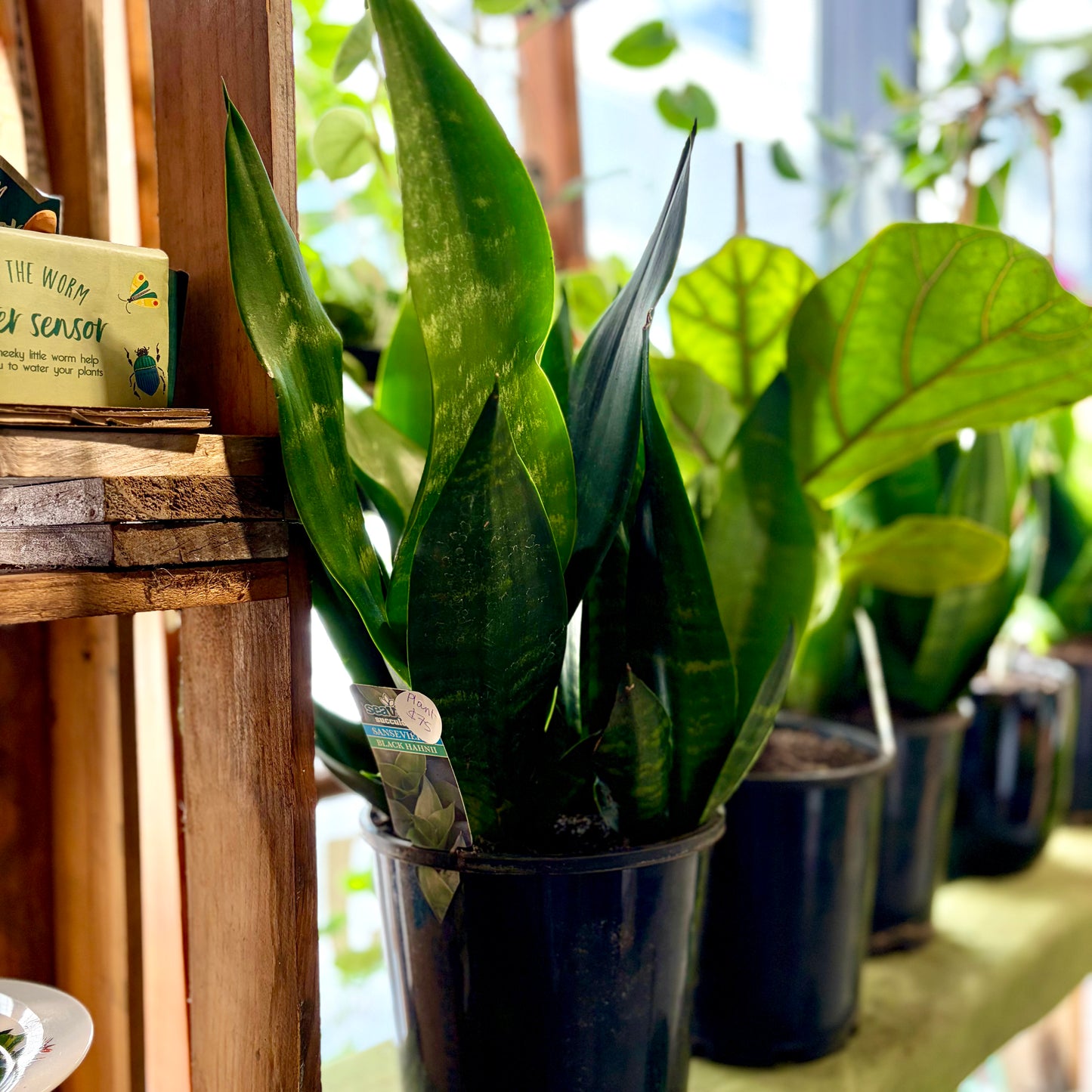 Snake Plant Black Hahnii – Low Maintenance Indoor Plant NZ