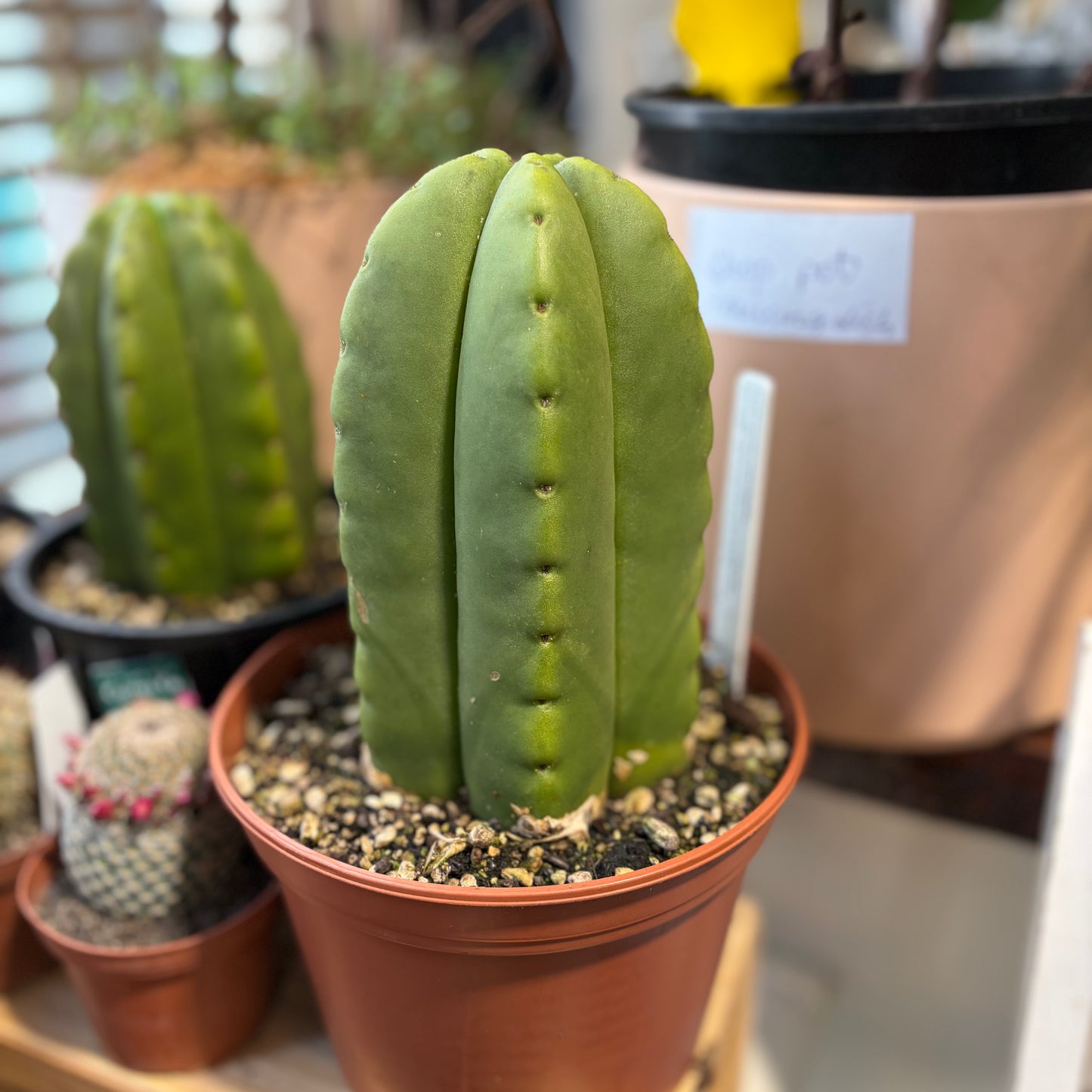 Scop Cactus 17cm