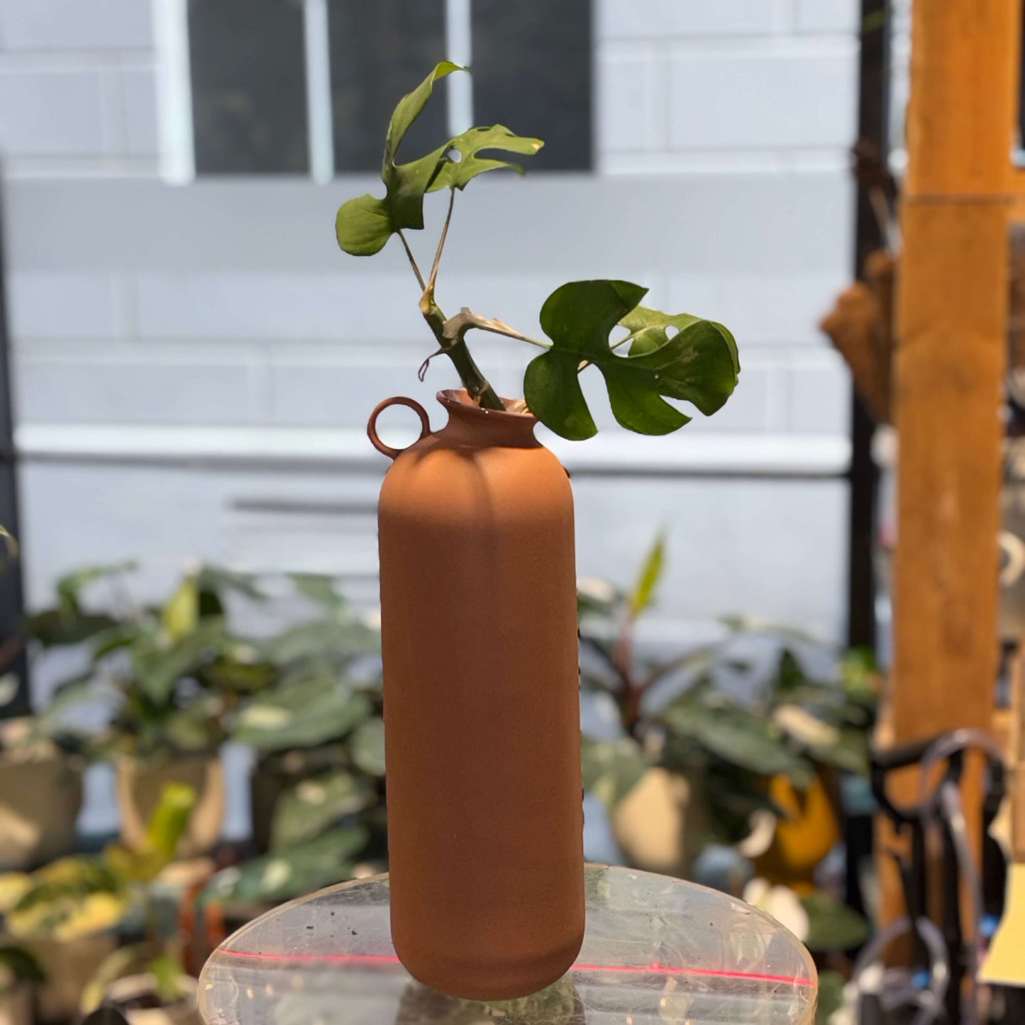 Ceramic bud vase indoor plants nz