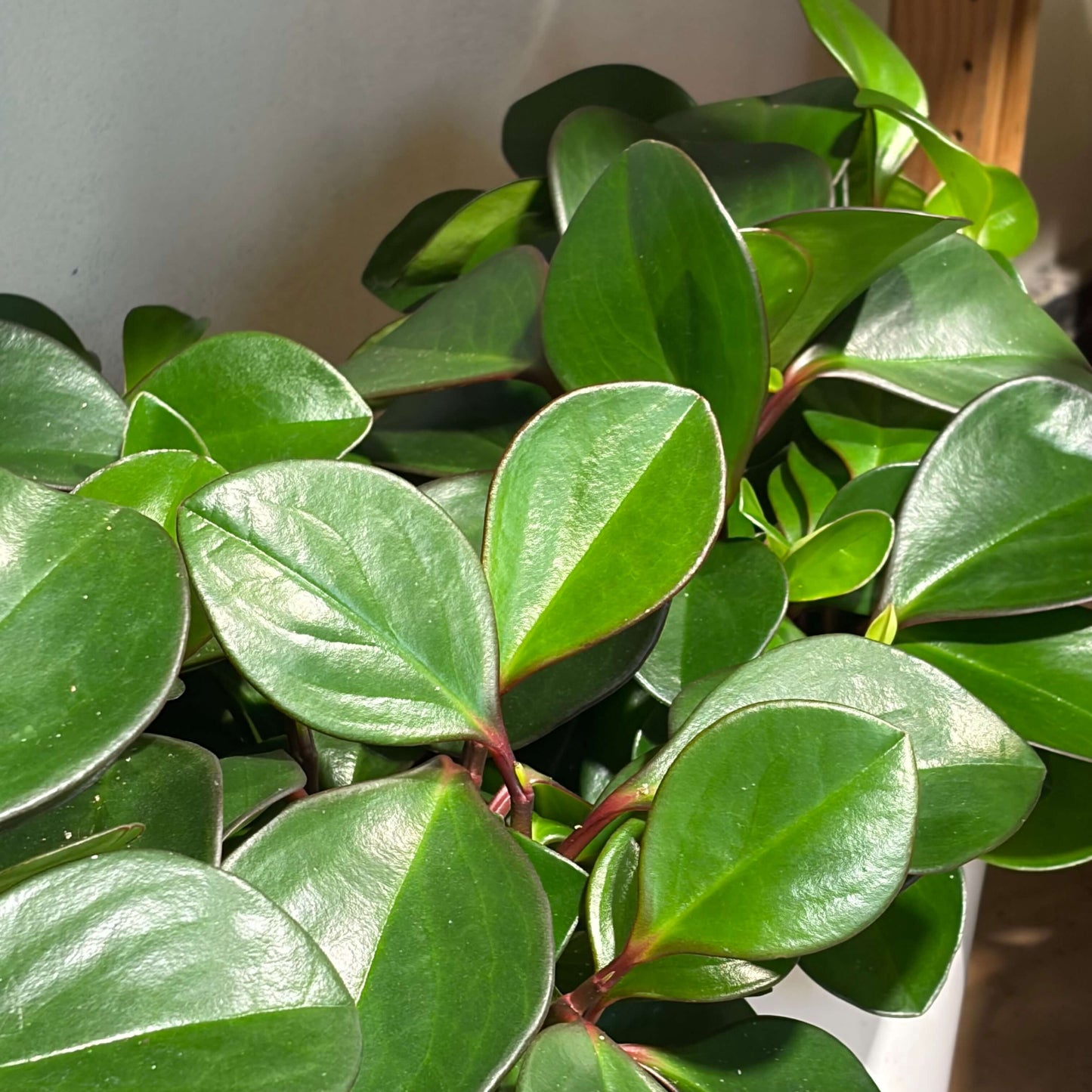 A close-up of a green houseplant with glossy, rounded leaves and reddish stems, photographed indoors against a light neutral background.
