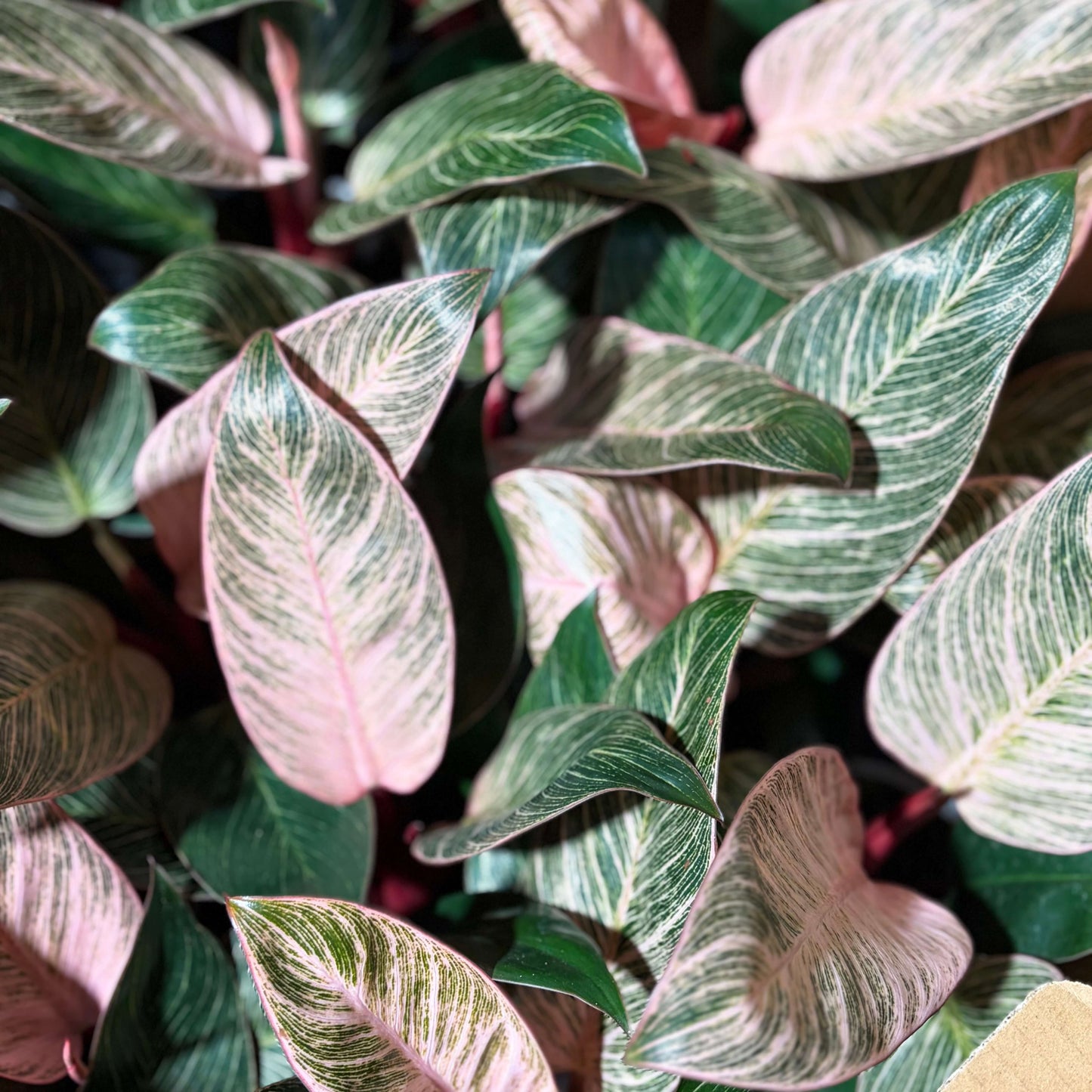 Pink Philodendron Birkin Indoor Plant
