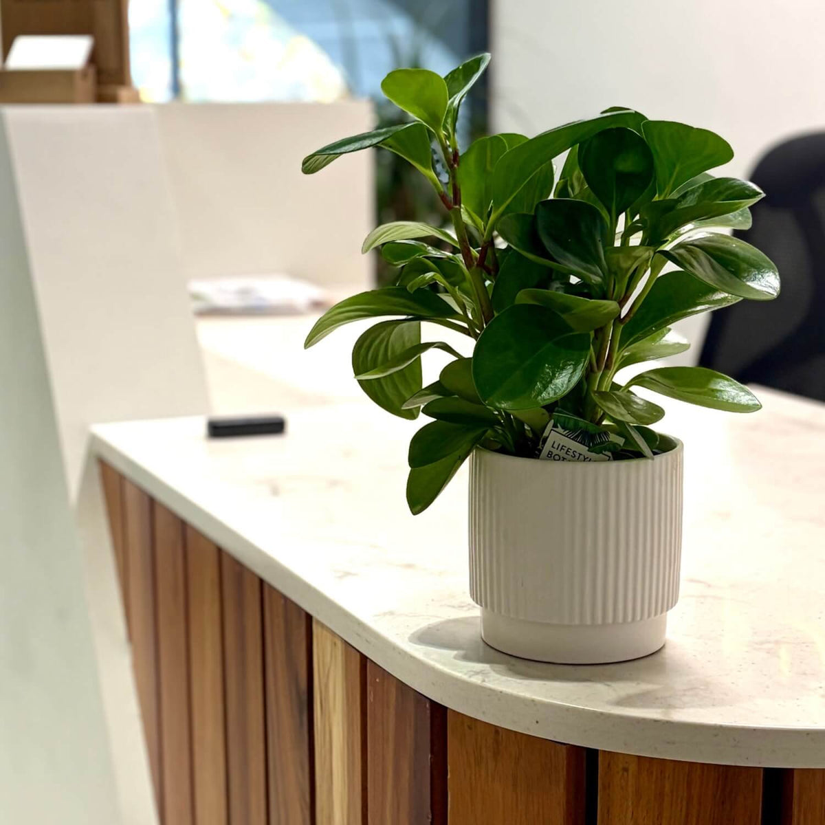 Juno Pot 13cm