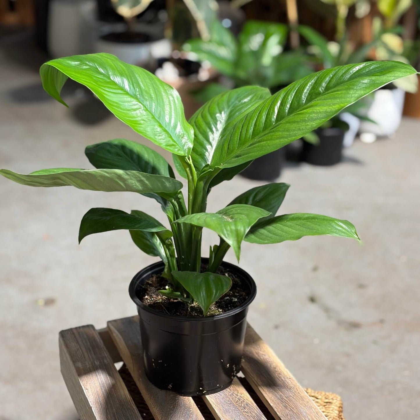 Indoor a plant a dwarf Sensation peace Lily