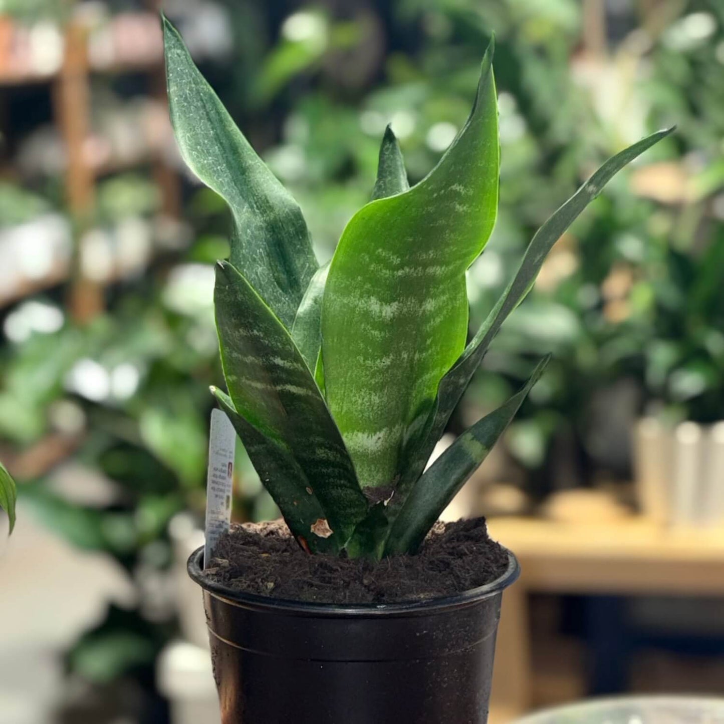 City Jungle Snake Plant Britomart Indoor Plant