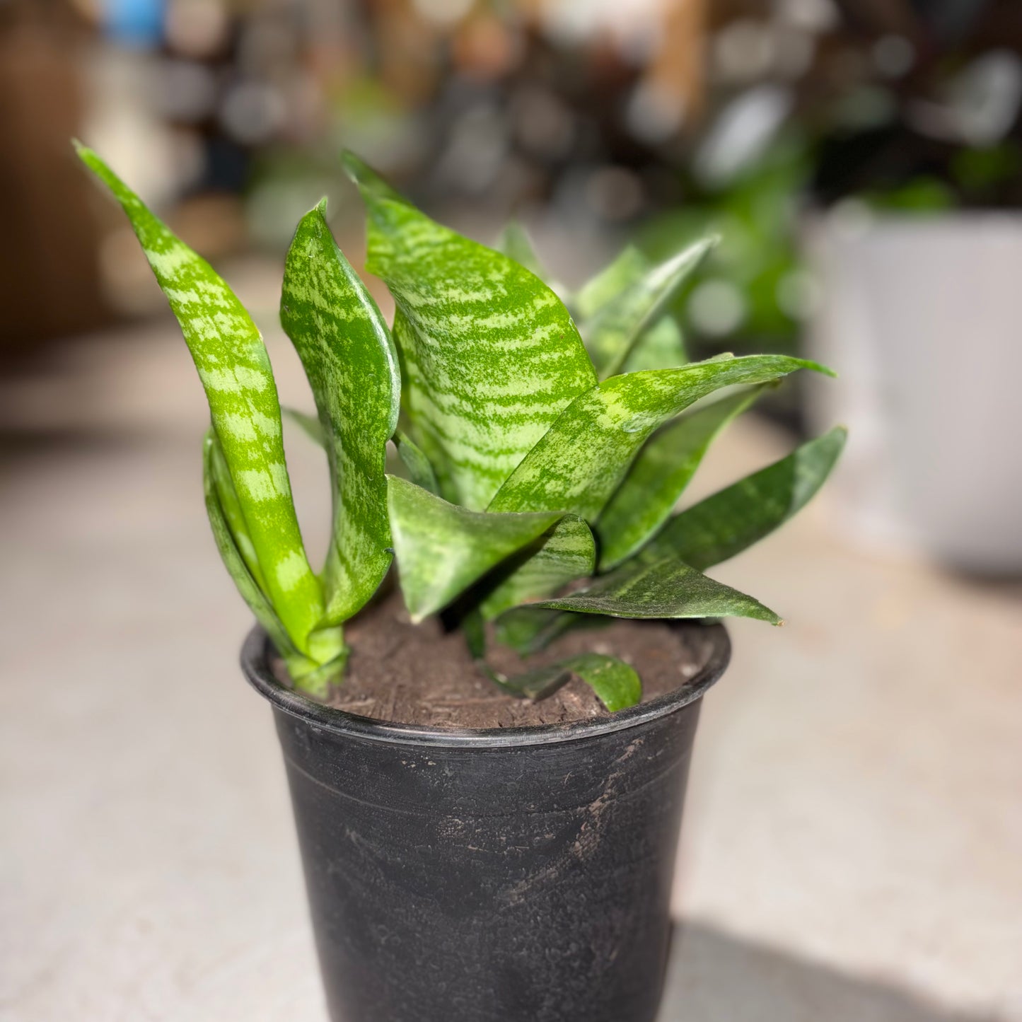A small potted snake plant with upright green leaves featuring light yellow stripes, growing in a black plastic nursery pot on a light surface with a blurred indoor background.