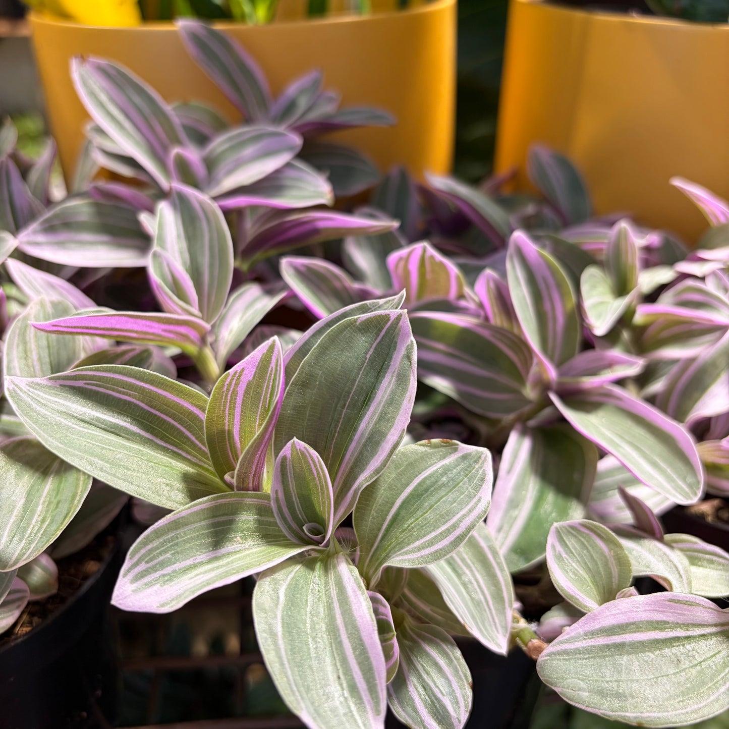 Tradescantia Sweetness