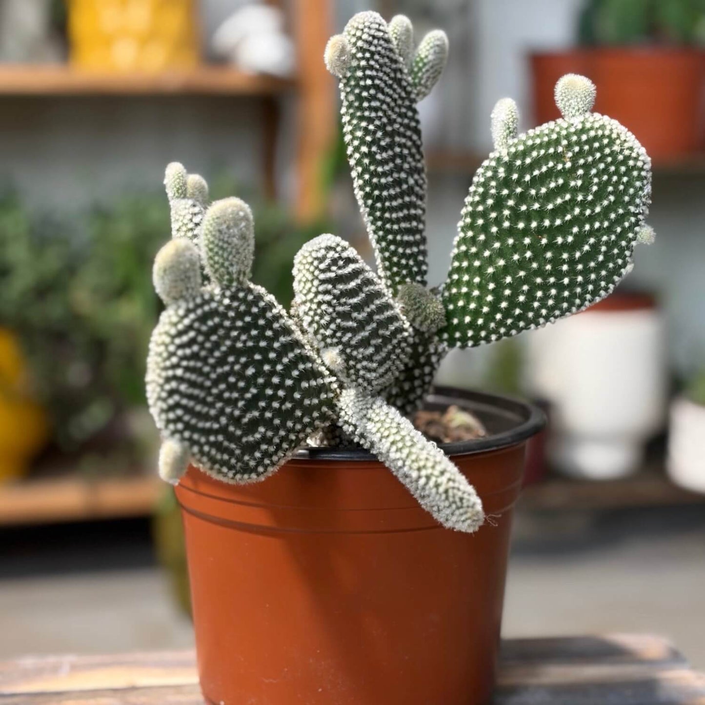 Easy care 14cm Cactus Plant NZ