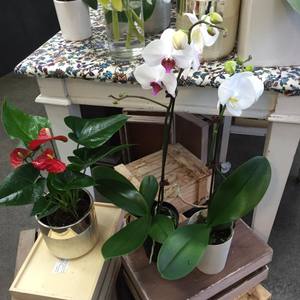 Coloured Moth Orchid (Phalenopsis)