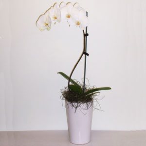 White Phalaenopsis Orchid & Pot