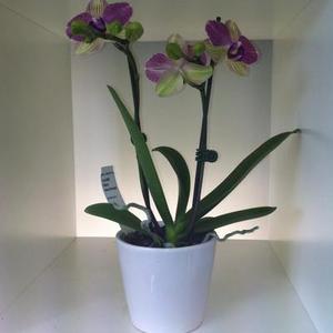 Mini Phalaenopsis Orchid & Pot