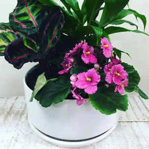 Oslo Wide Planter - Pot Only
