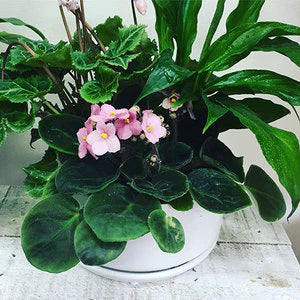 Oslo Wide Planter - Pot Only