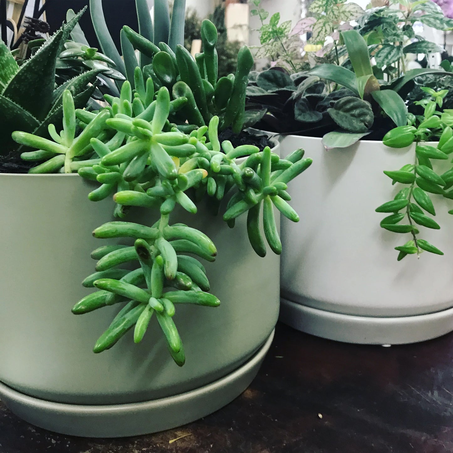 Wide Oslo Planter with Succulents