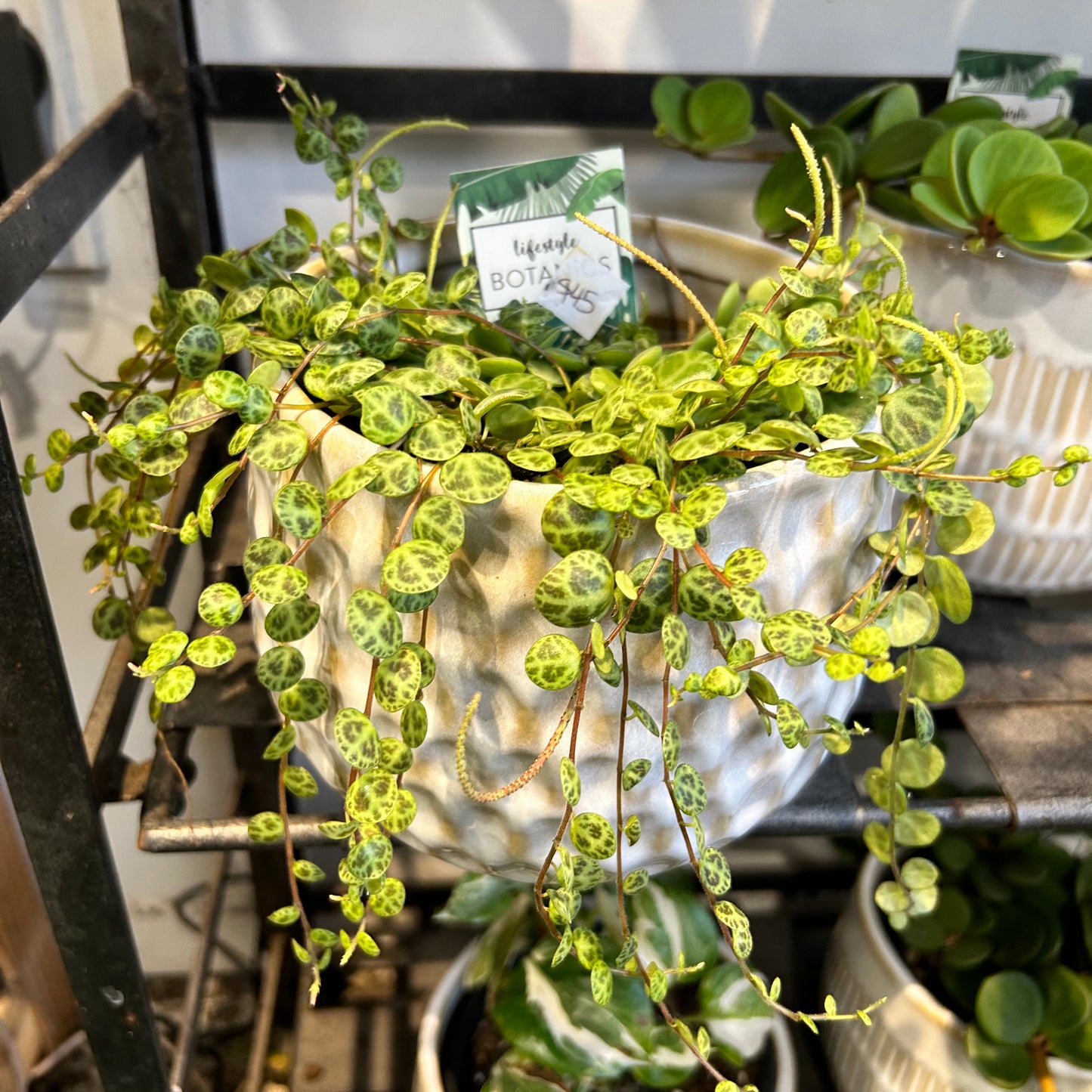 String of Turtles