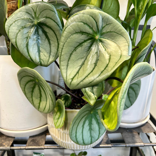 Peperomia Watermelon Plant