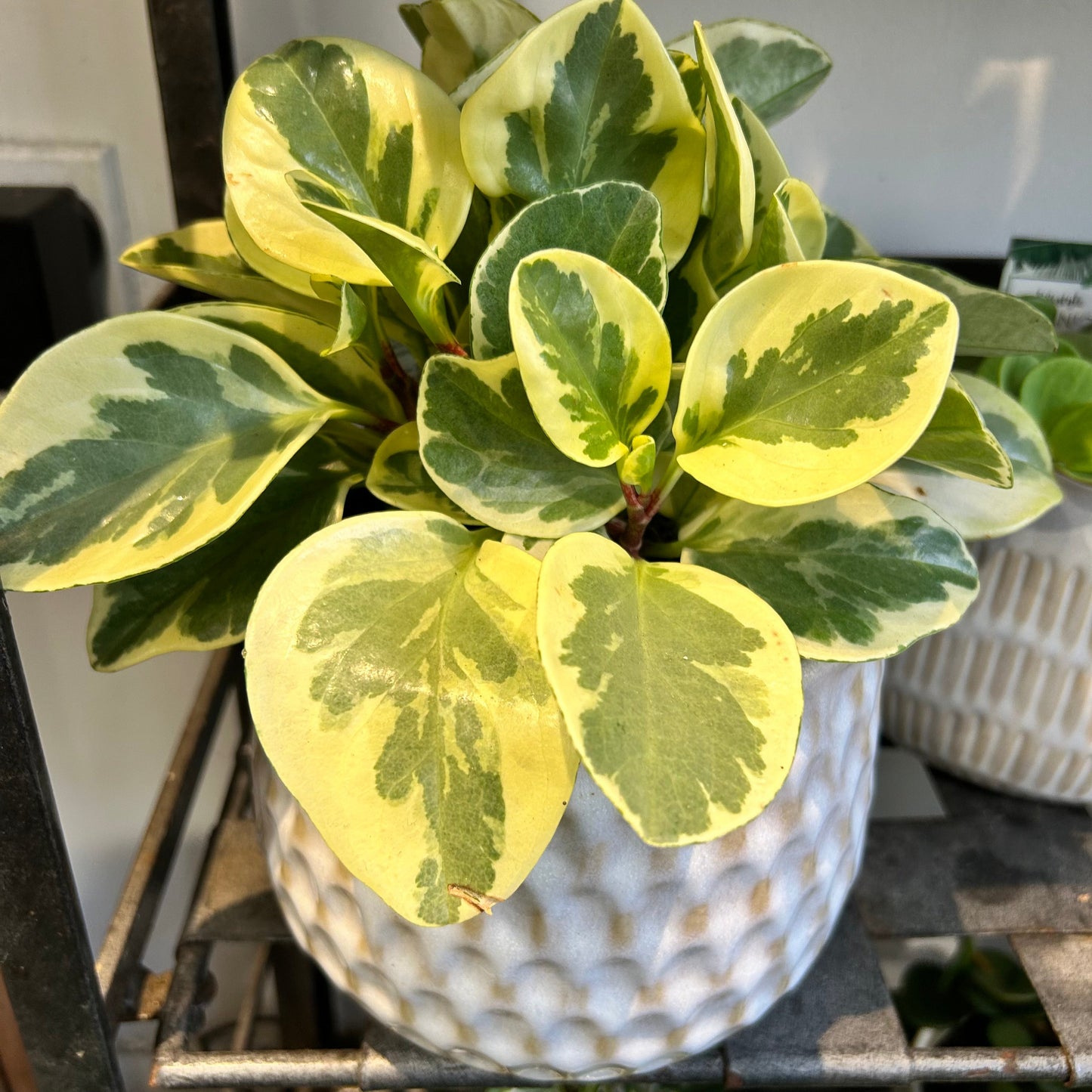 Peperomia Albo-Marginata