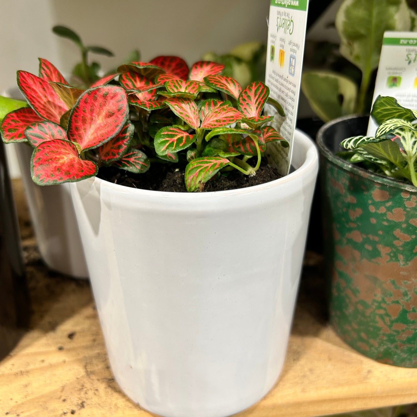 Desk Plant & Ceramic Pot