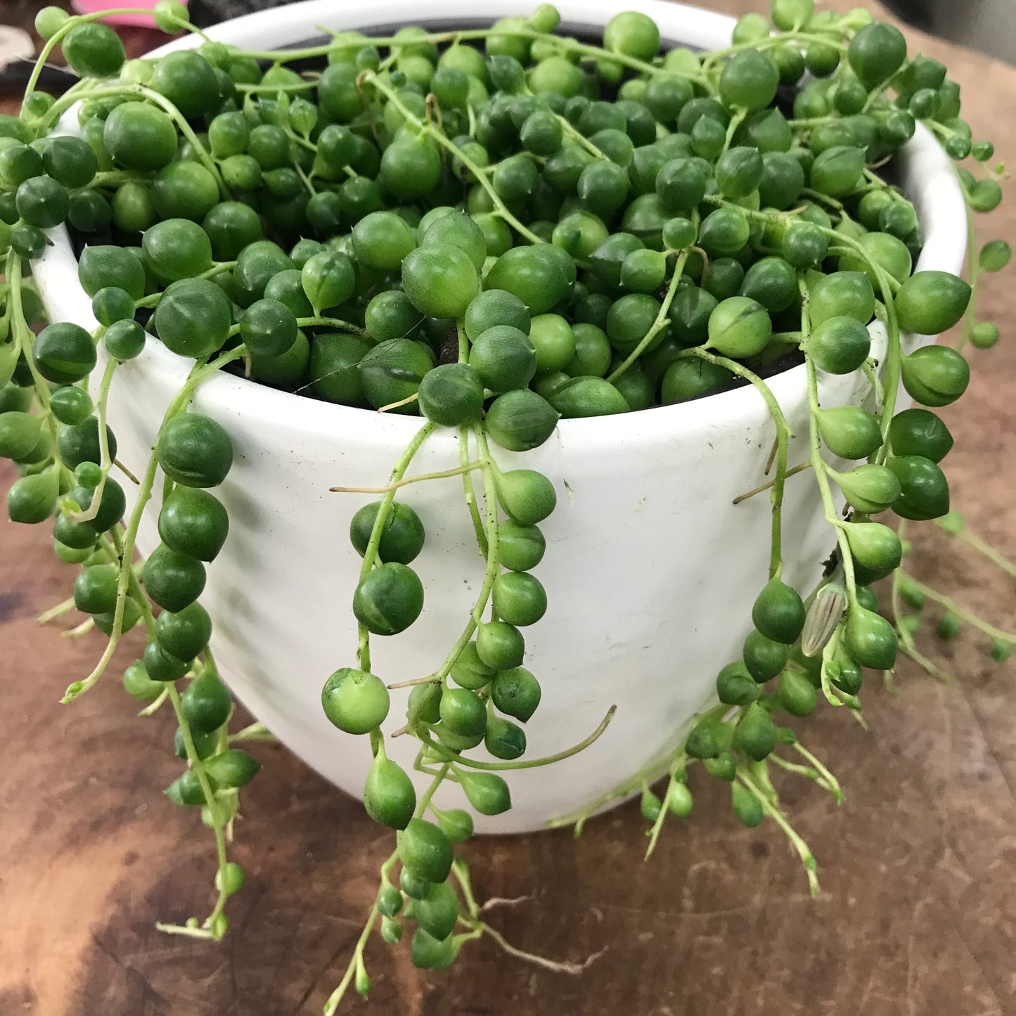 String of Pearls Plant