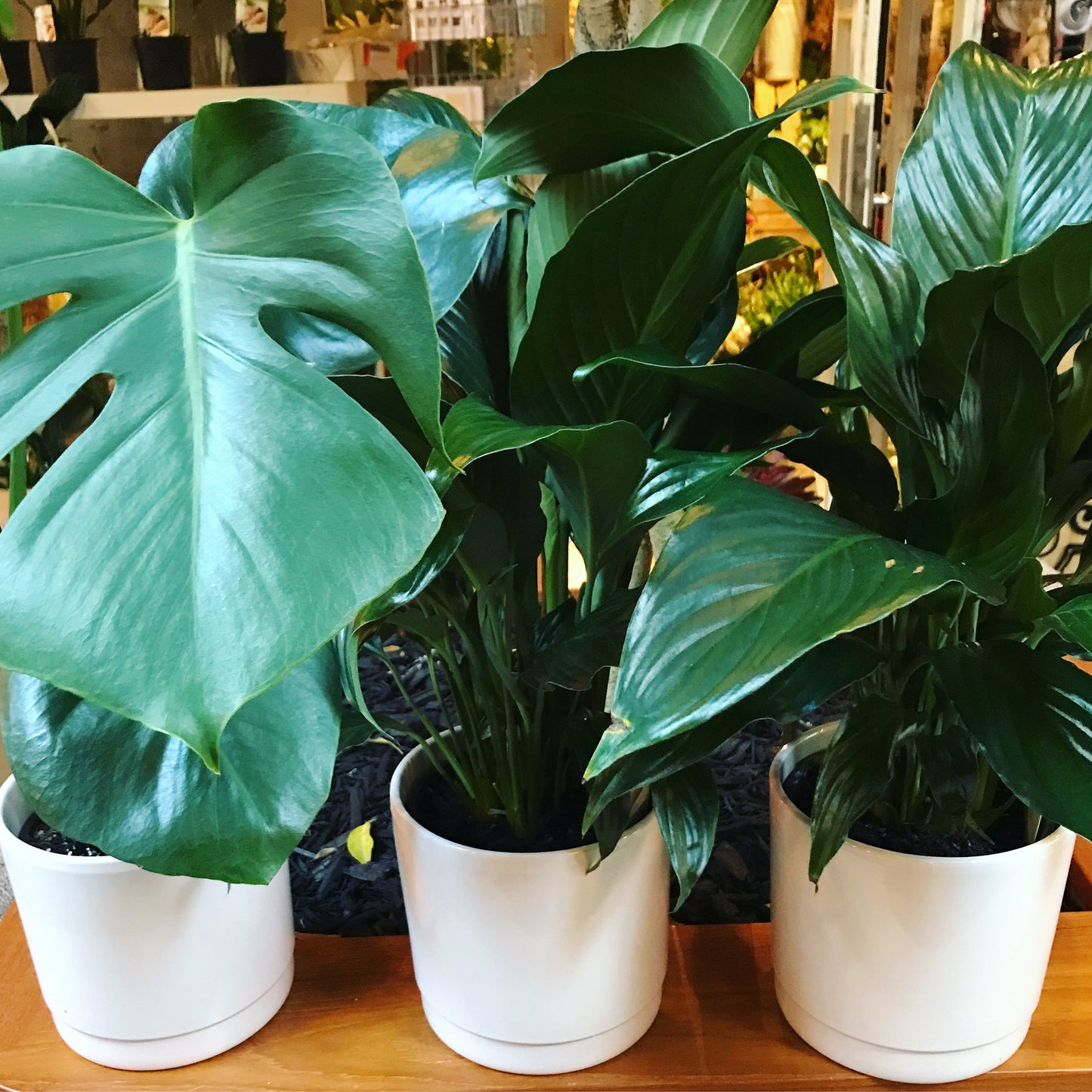 Monstera Deliciosa Plant