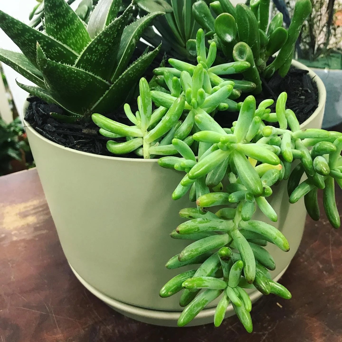 Wide Oslo Planter with Succulents