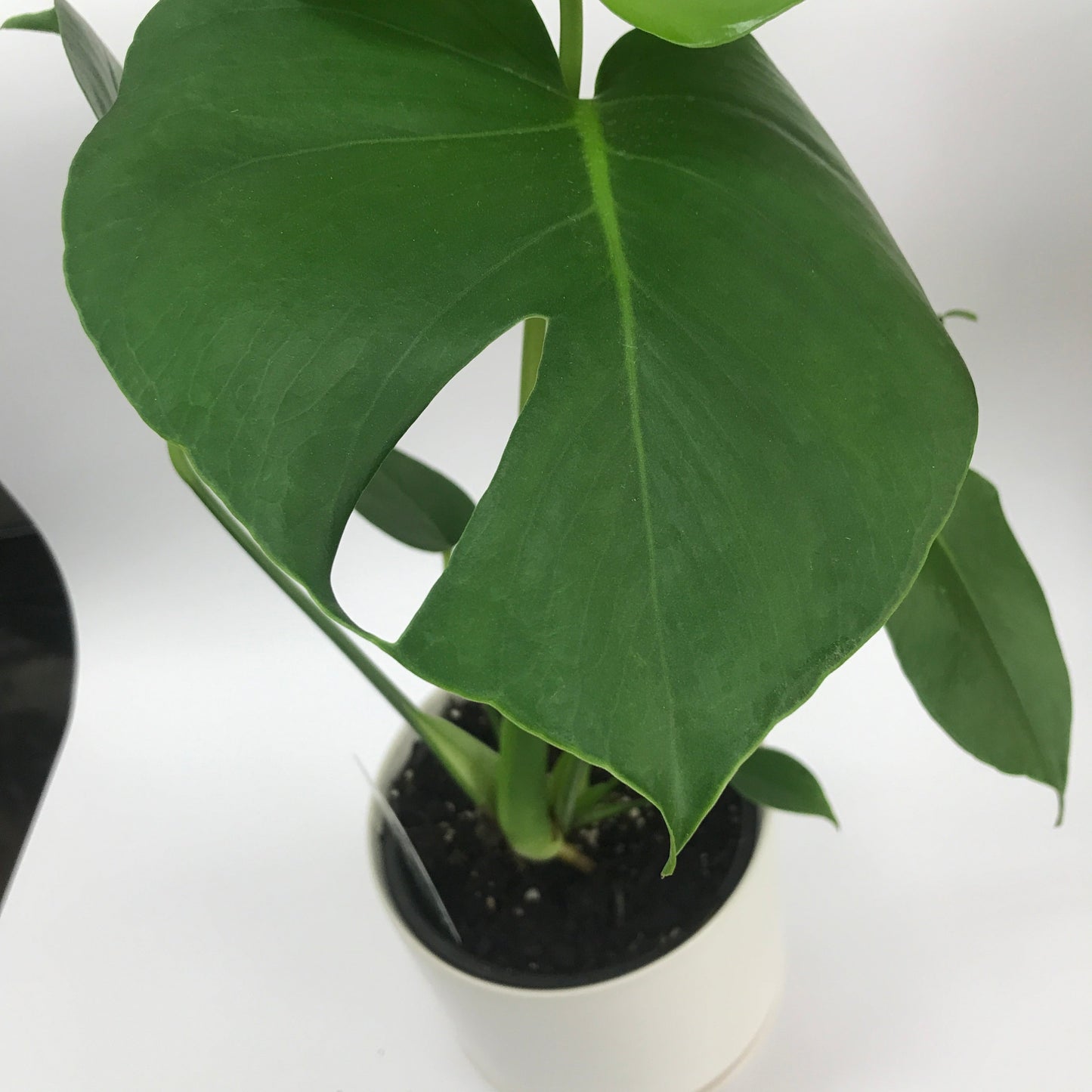Monstera Deliciosa Plant